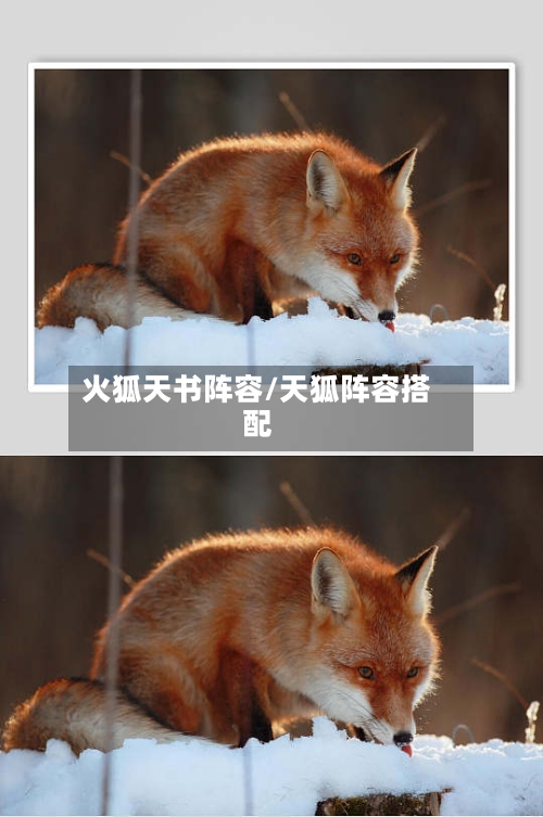 火狐天书阵容/天狐阵容搭配