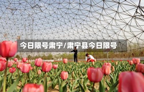 今日限号肃宁/肃宁县今日限号