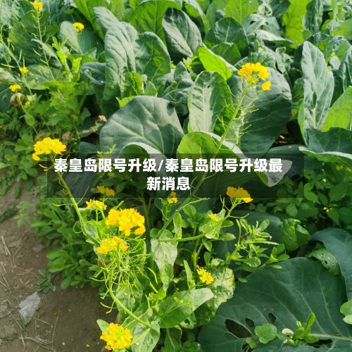 秦皇岛限号升级/秦皇岛限号升级最新消息