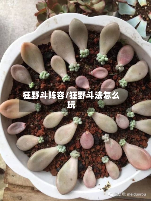 狂野斗阵容/狂野斗法怎么玩